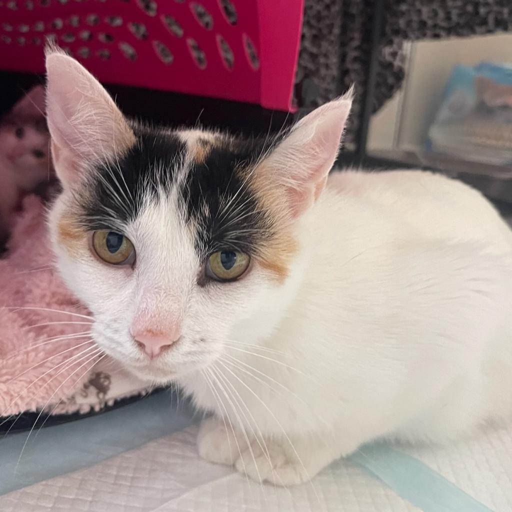 Enlarge Frieze, a Adoptable Domestic Short Hair in Carmel, IN image 4/5
