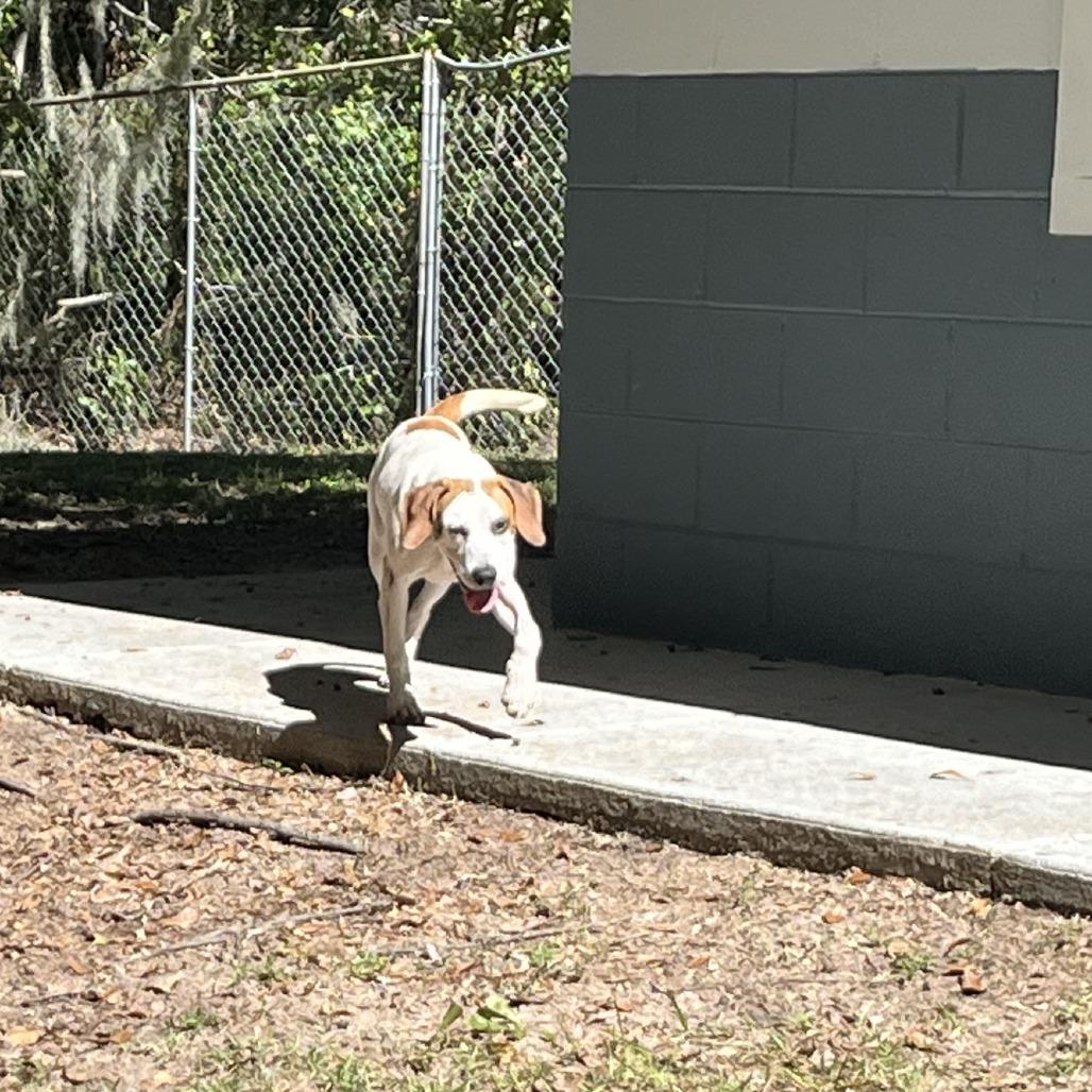 Hagrid, Adoptable, Young Male Coonhound.