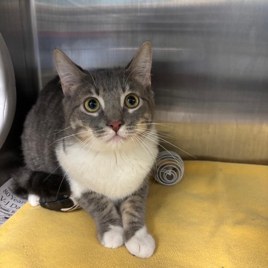 Enlarge Oliver, a Adoptable Domestic Short Hair in Belleville, IL image 1/1