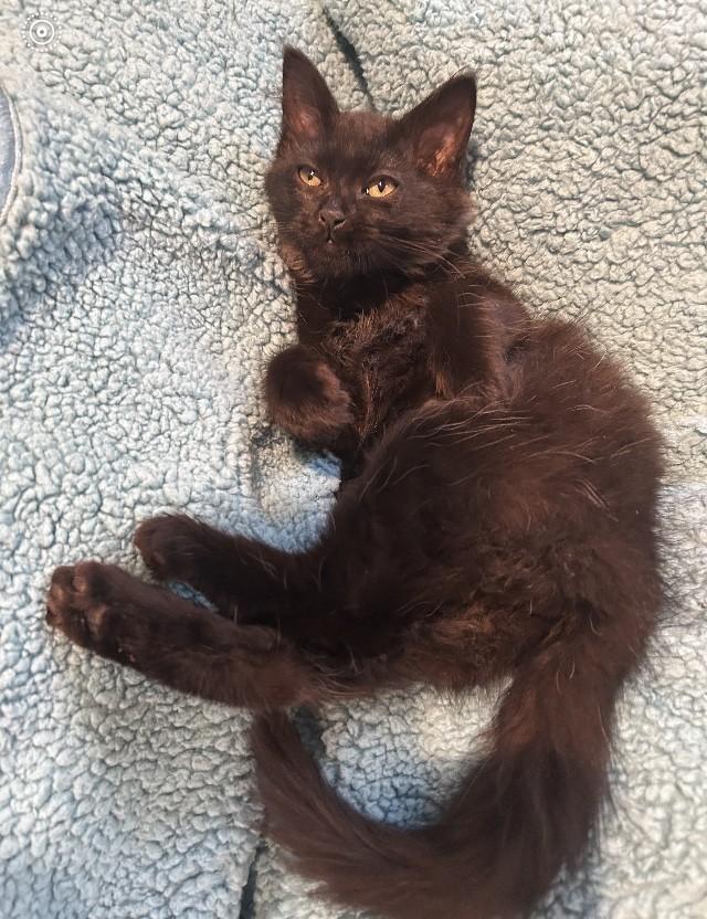 Flower, ADOPTABLE, Young Female Domestic Medium Hair.