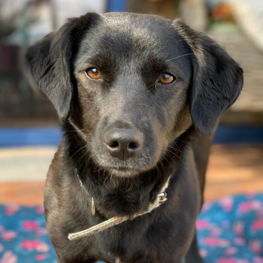 Enlarge Ms. Shiny Velvet, an adopted mixed breed in Vancouver, BC image 1/6