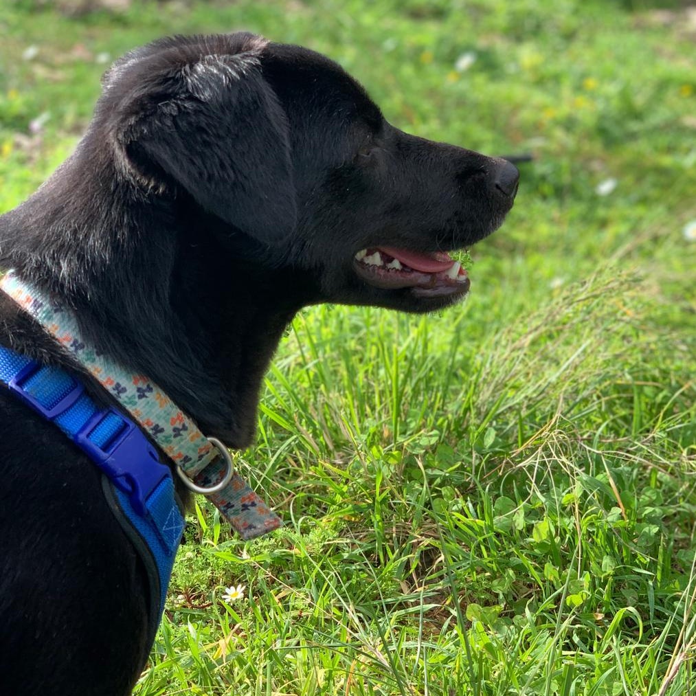 Enlarge Ms. Shiny Velvet, an adopted mixed breed in Vancouver, BC image 5/6