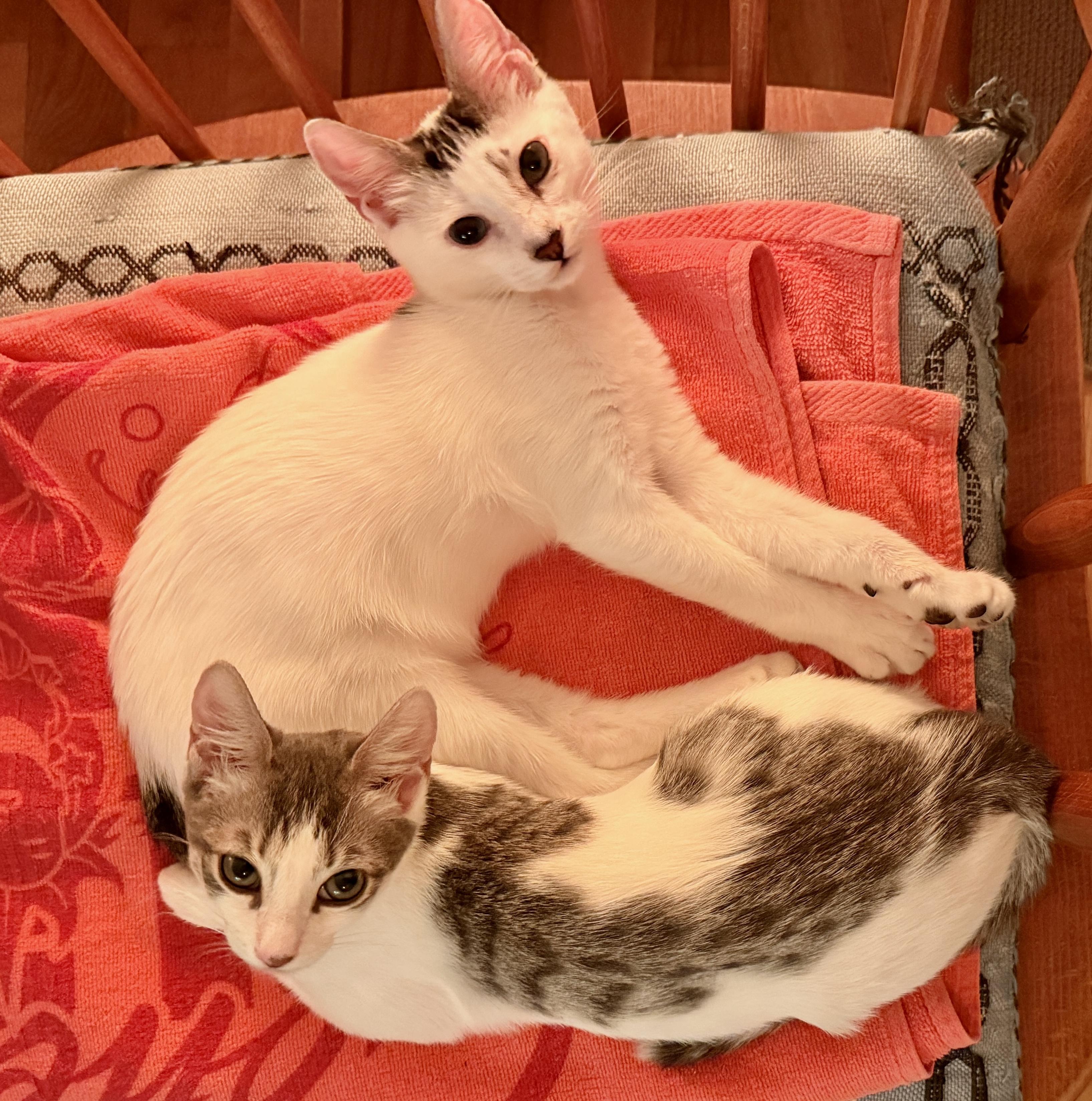 Lola and Lou, Adoptable, Young Male Domestic Short Hair.