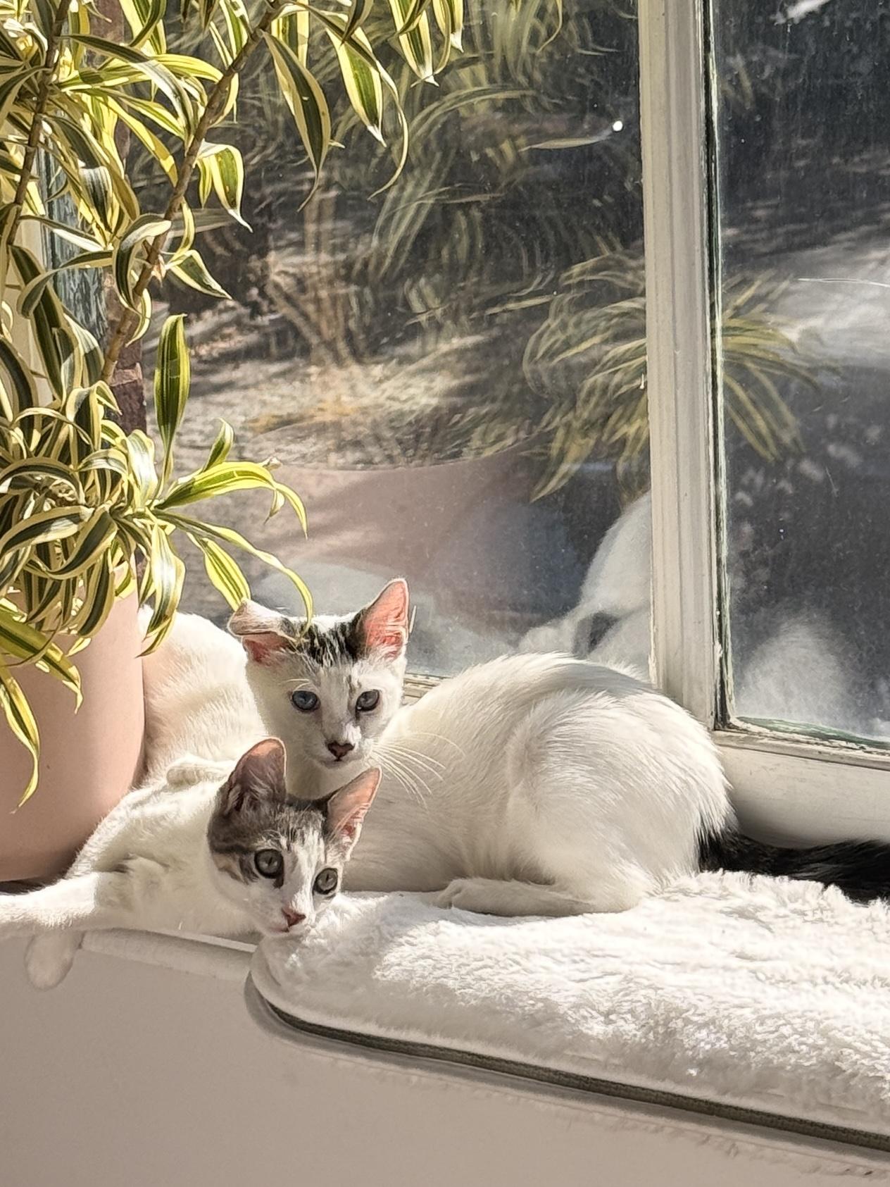 Enlarge Lola and Lou, a Adoptable Domestic Short Hair in Brooklyn, NY image 2/6