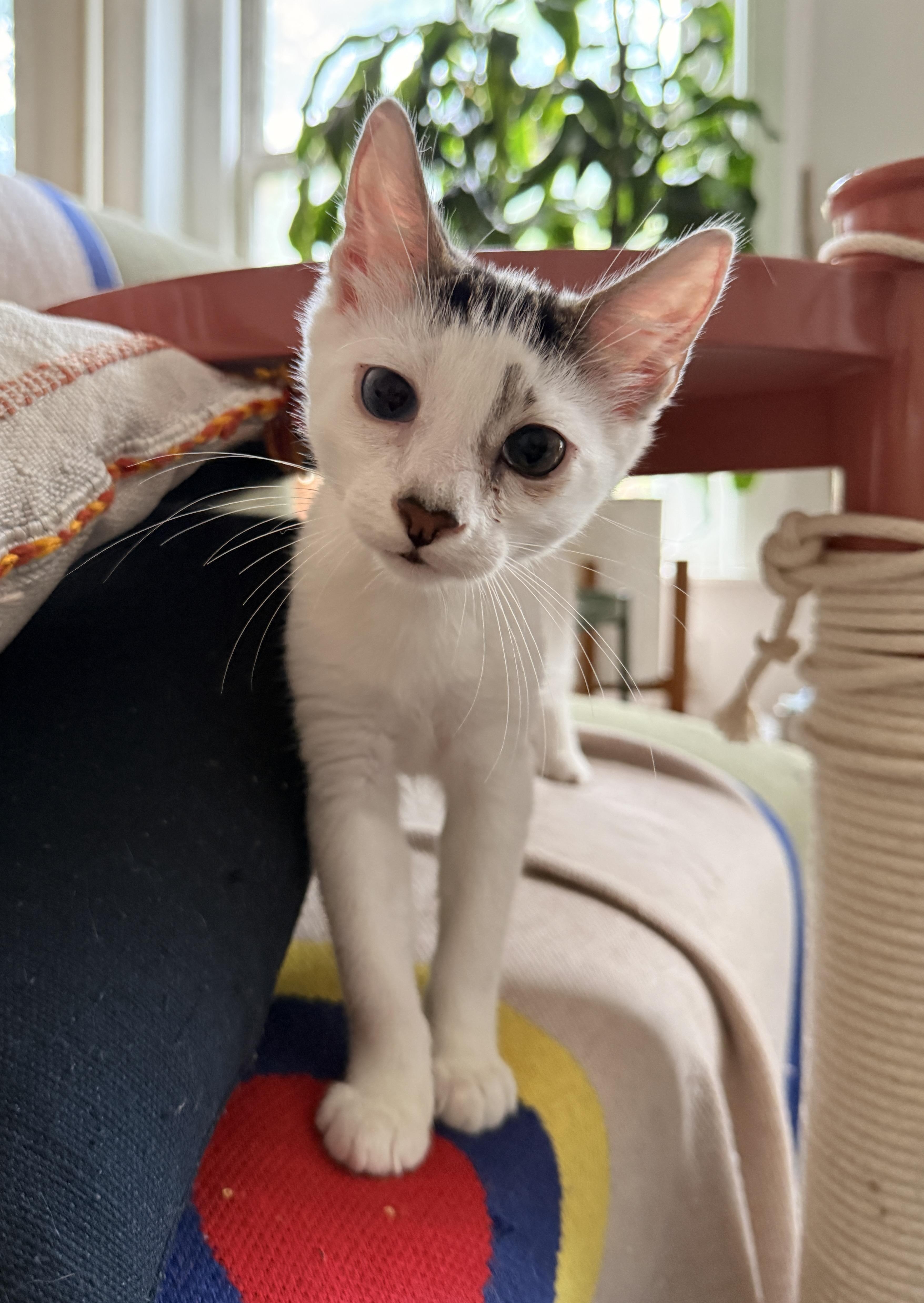 Enlarge Lola and Lou, a Adoptable Domestic Short Hair in Brooklyn, NY image 3/6