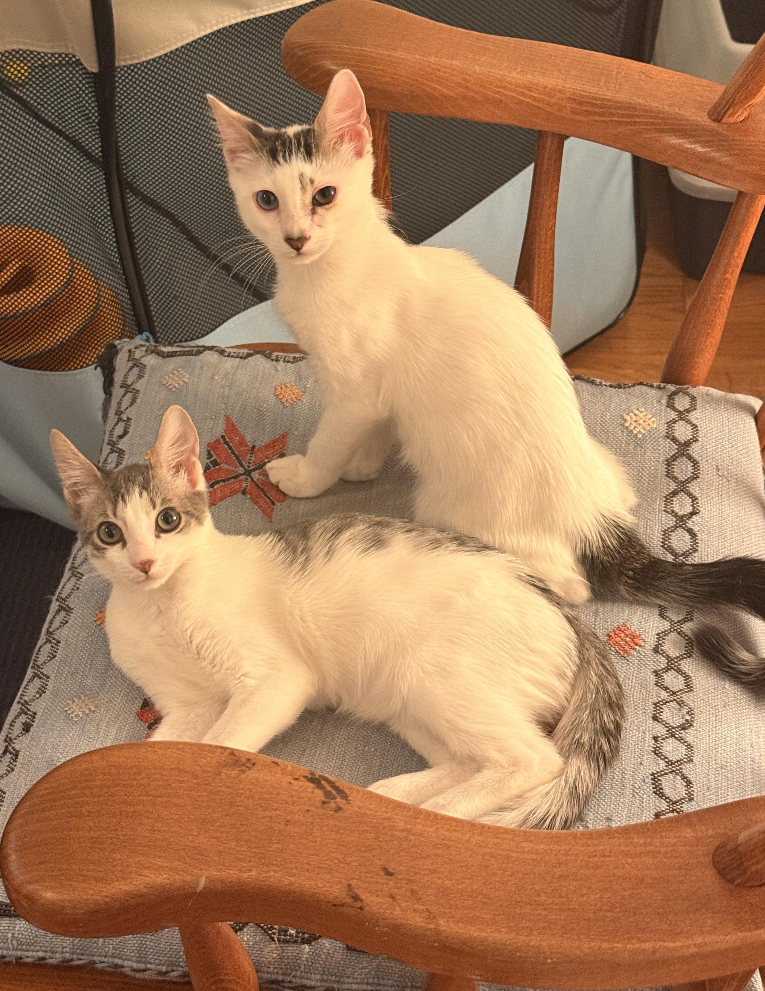 Lola and Lou, Adoptable, Young Male Domestic Short Hair.