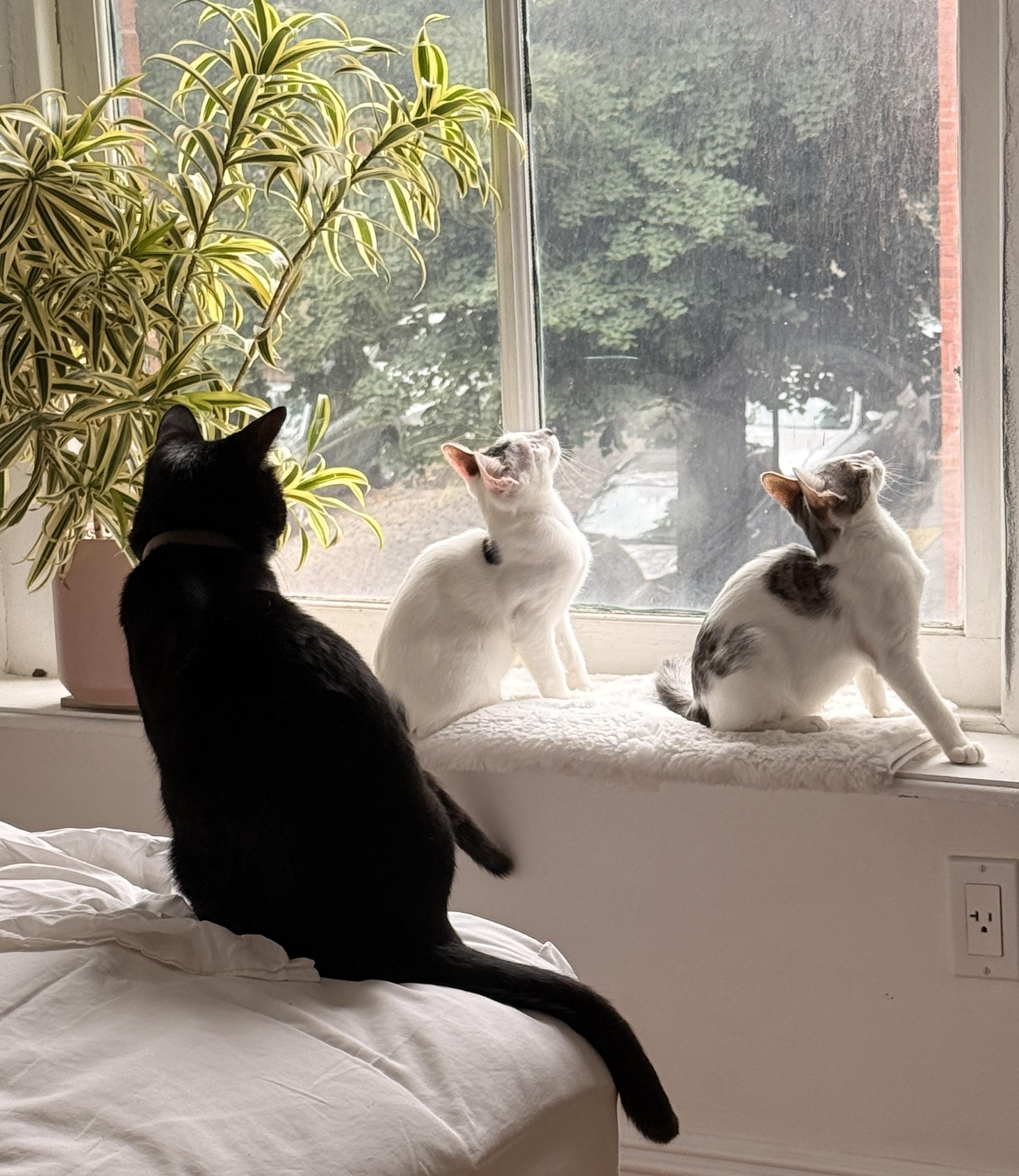 Enlarge Lola and Lou, a Adoptable Domestic Short Hair in Brooklyn, NY image 4/6