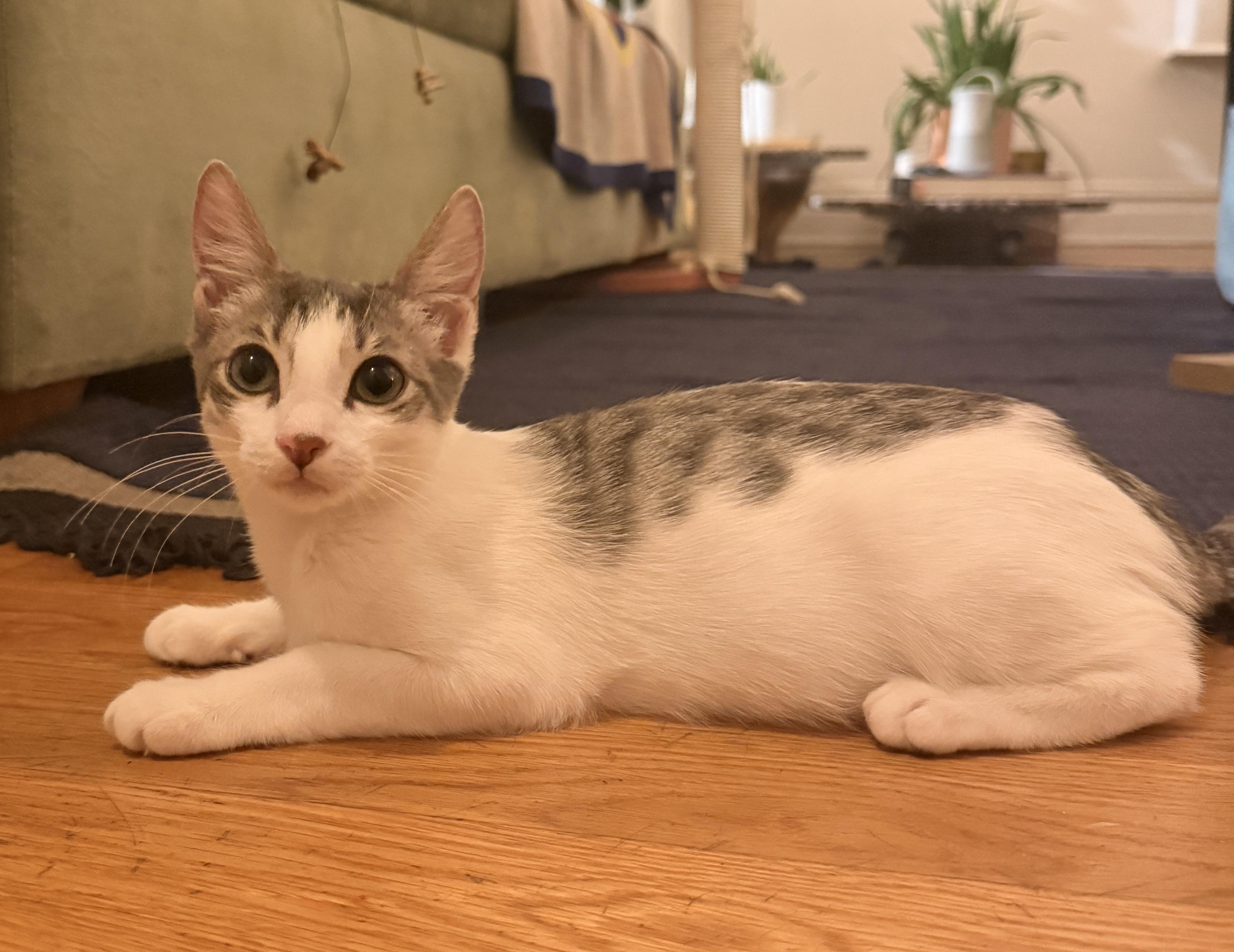 Enlarge Lola and Lou, a Adoptable Domestic Short Hair in Brooklyn, NY image 5/6