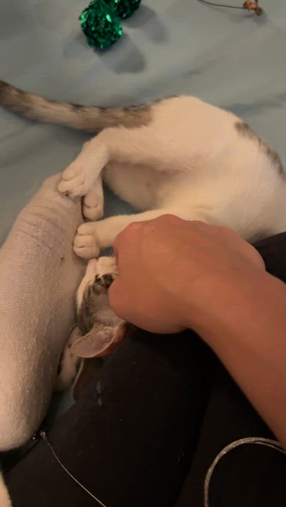 Enlarge Lola and Lou, a Adoptable Domestic Short Hair in Brooklyn, NY video 6/6