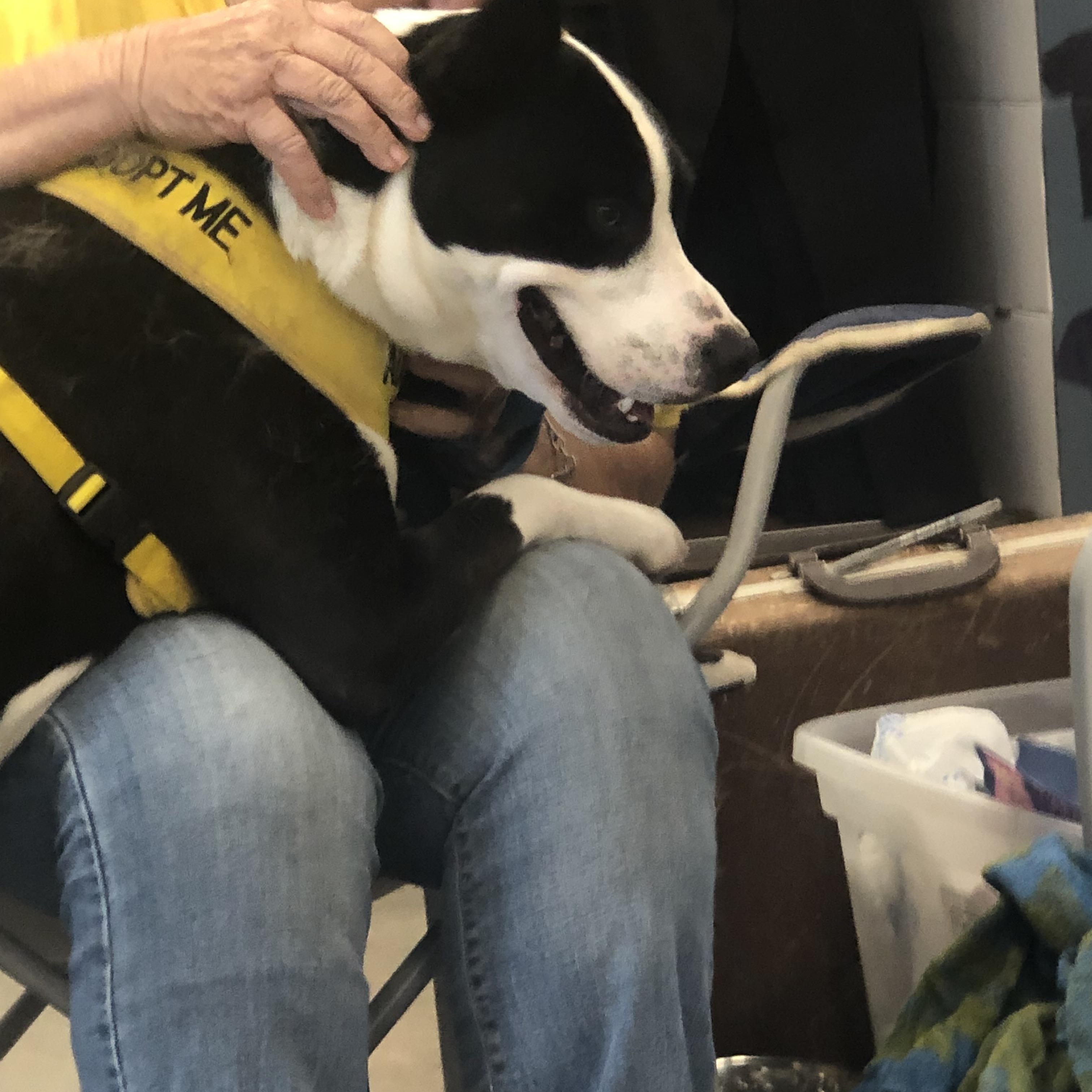 Teddy, Adopted, Adult Male Border Collie.