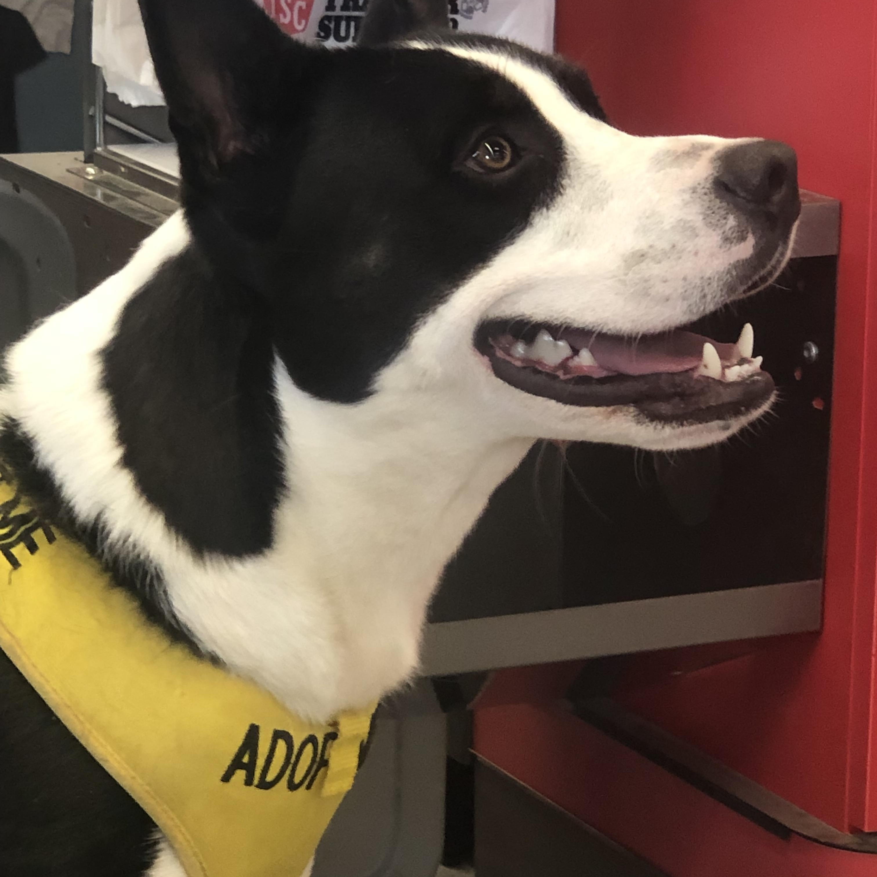 Enlarge Teddy, a Adopted mixed breed in Cherokee Village, AR image 2/3