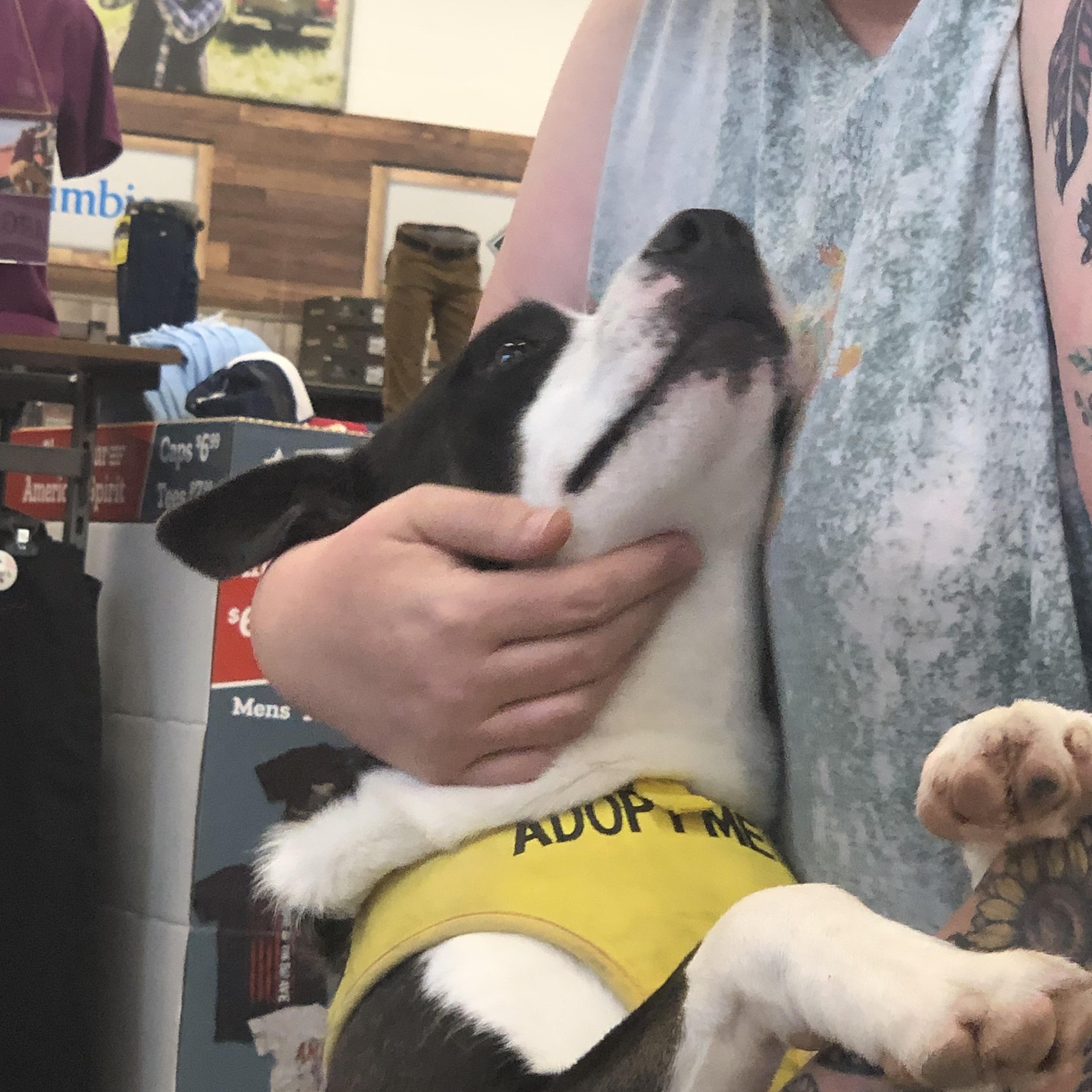 Enlarge Teddy, a Adopted mixed breed in Cherokee Village, AR image 3/3