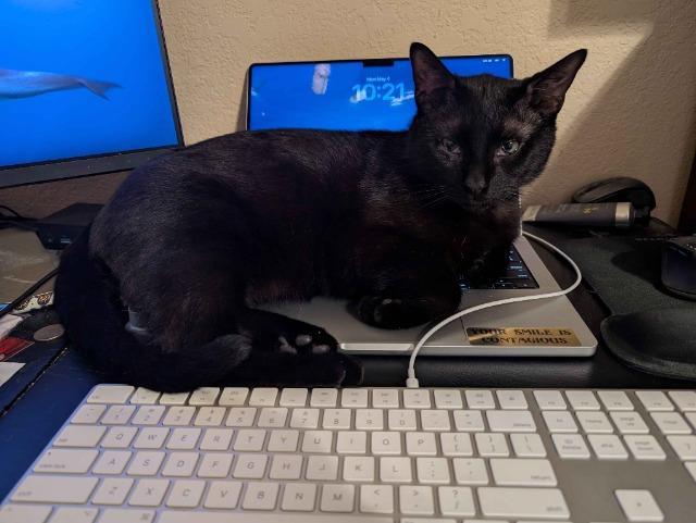 Nougat, Adoptable, Young Male Domestic Short Hair.