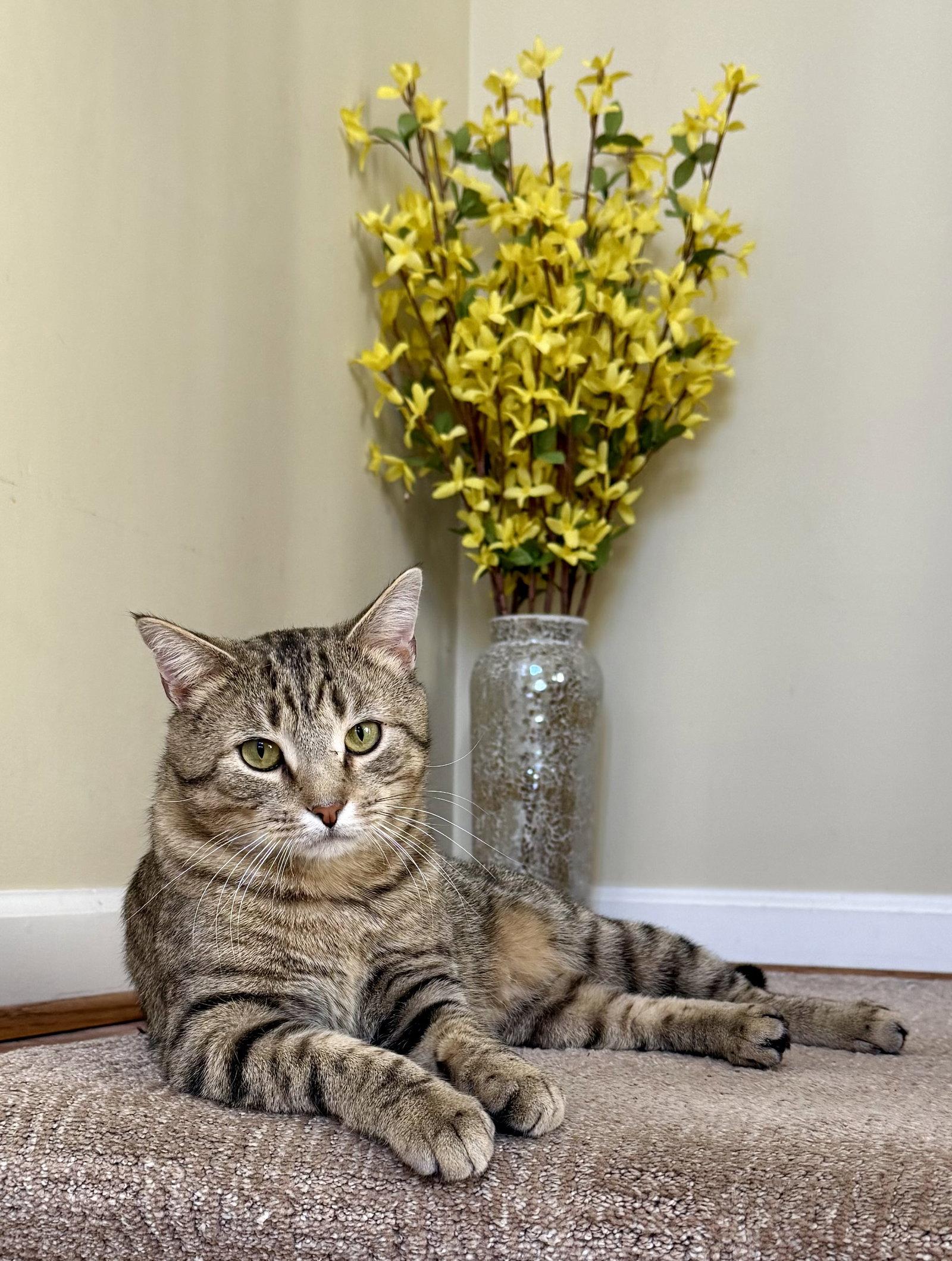 Enlarge Ziggy, a Adoptable Domestic Short Hair in Reston, VA image 1/3