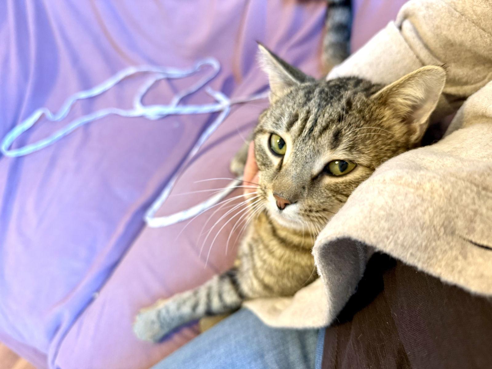 Ziggy, Adoptable, Young Male Domestic Short Hair.