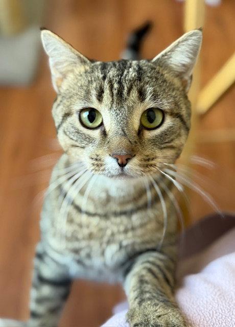 Ziggy, a Adoptable Domestic Short Hair in Reston, VA image 2/3