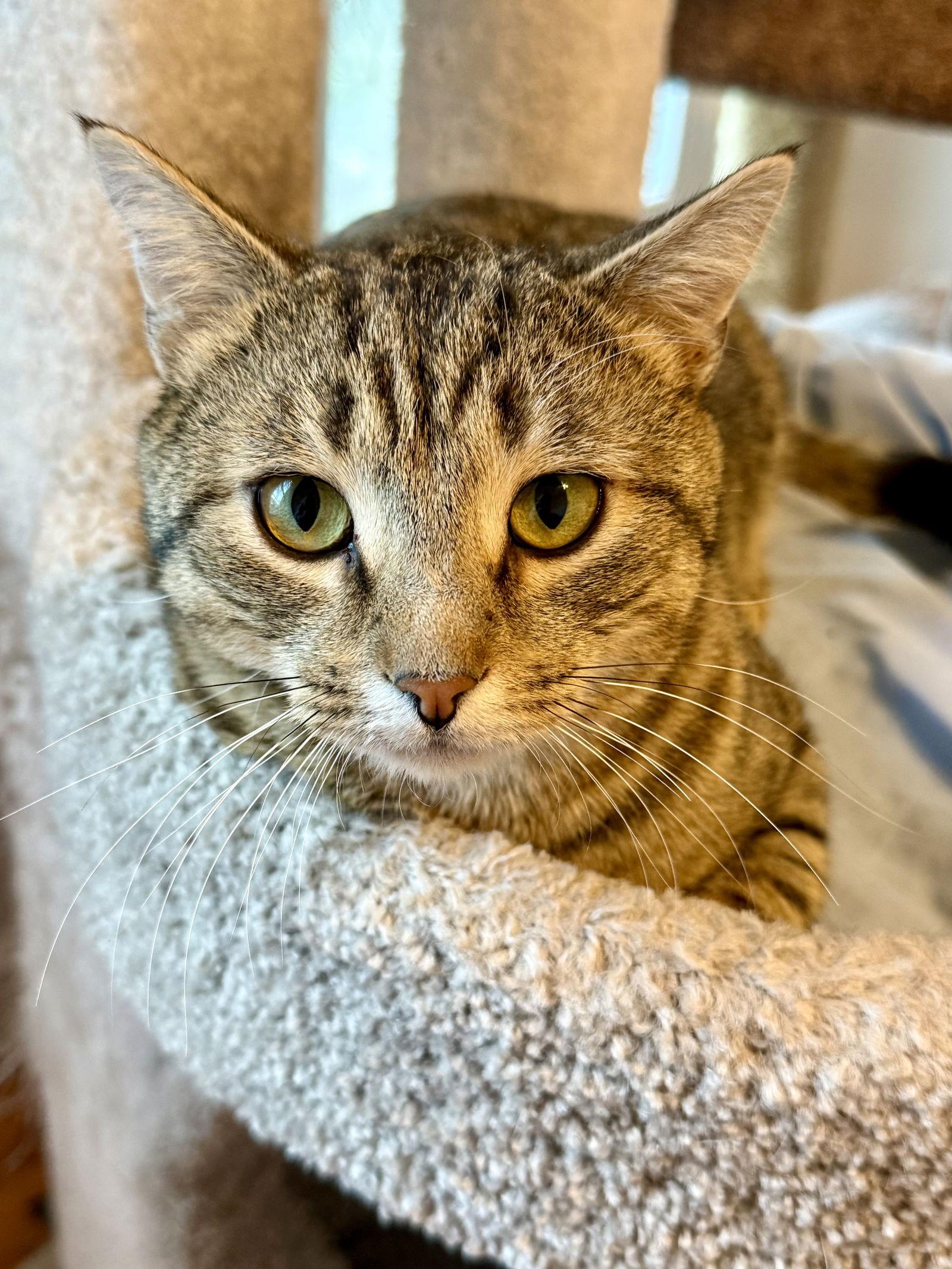 Enlarge Ziggy, a Adoptable Domestic Short Hair in Reston, VA image 2/3