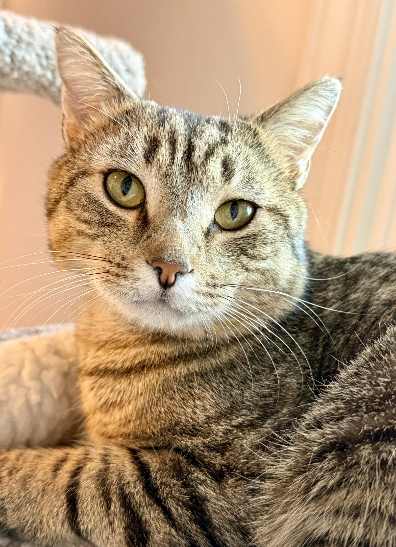 Enlarge Ziggy, a Adoptable Domestic Short Hair in Reston, VA image 3/3