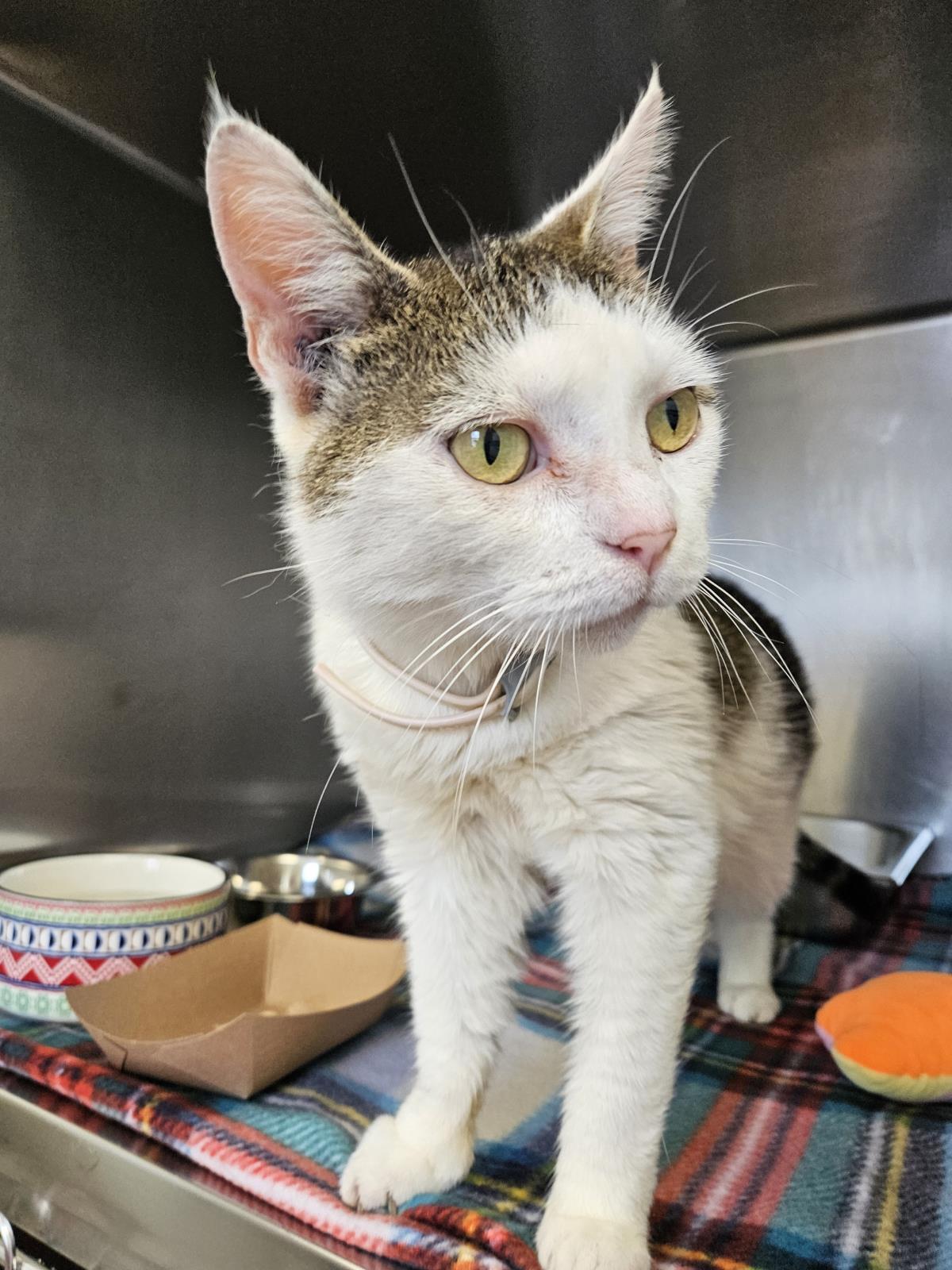 Gyoza, Adoptable, Adult Female Domestic Short Hair.
