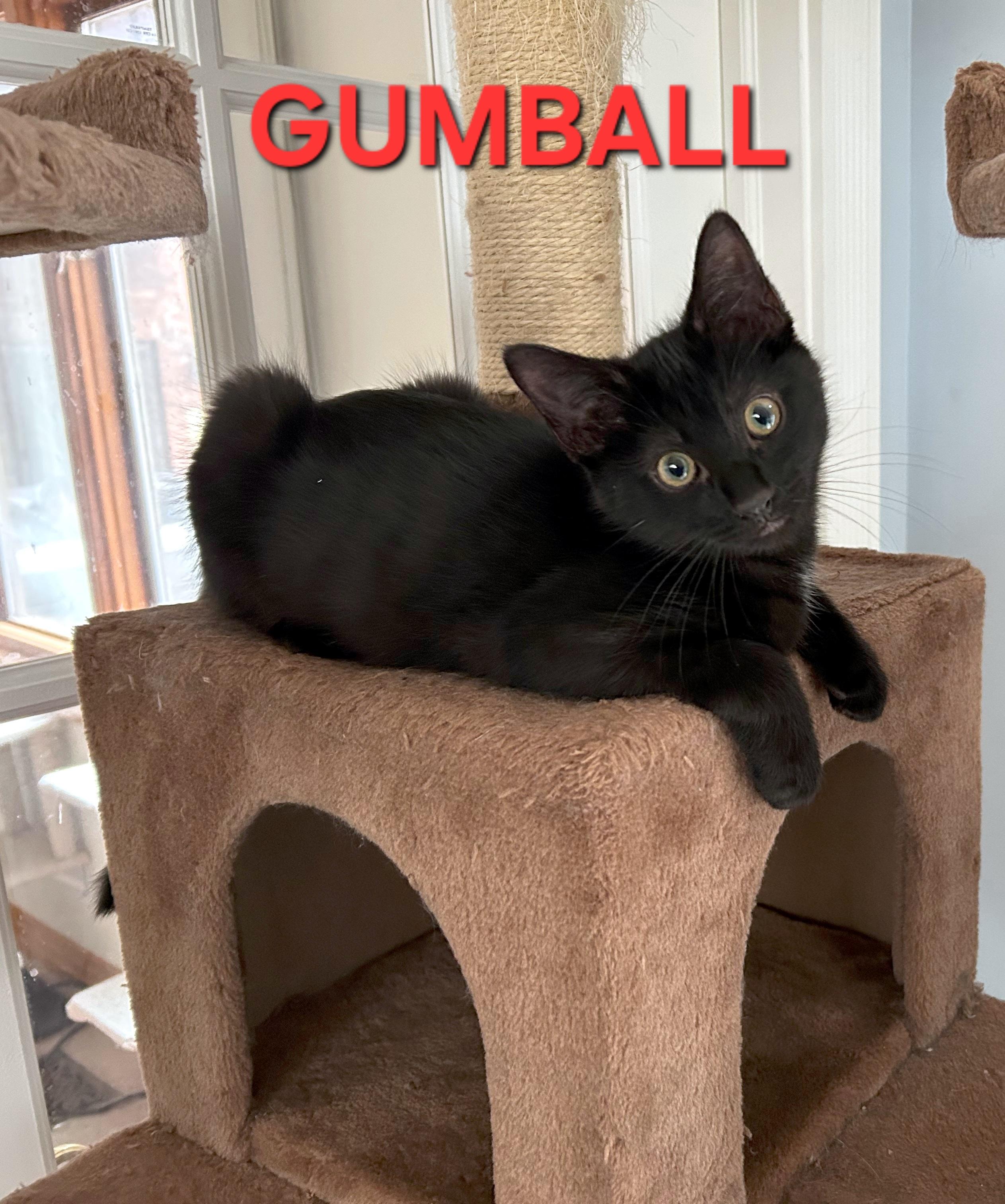 Enlarge Gumball (brothers are Butterball, Meatball, & Cheeseball), an adopted Domestic Short Hair in Brighton, MI image 1/4