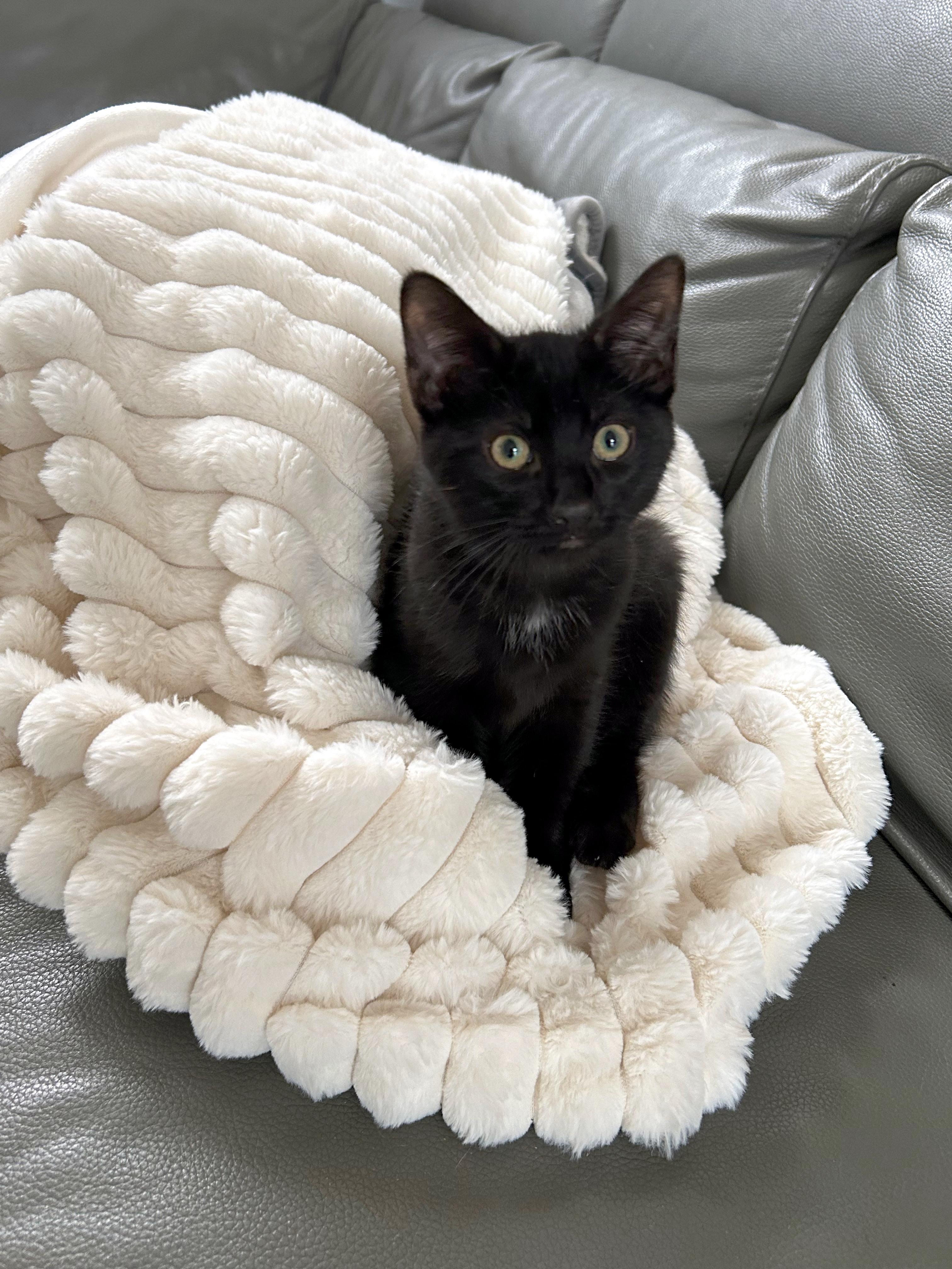 Enlarge Gumball (brothers are Butterball, Meatball, & Cheeseball), an adopted Domestic Short Hair in Brighton, MI image 2/4