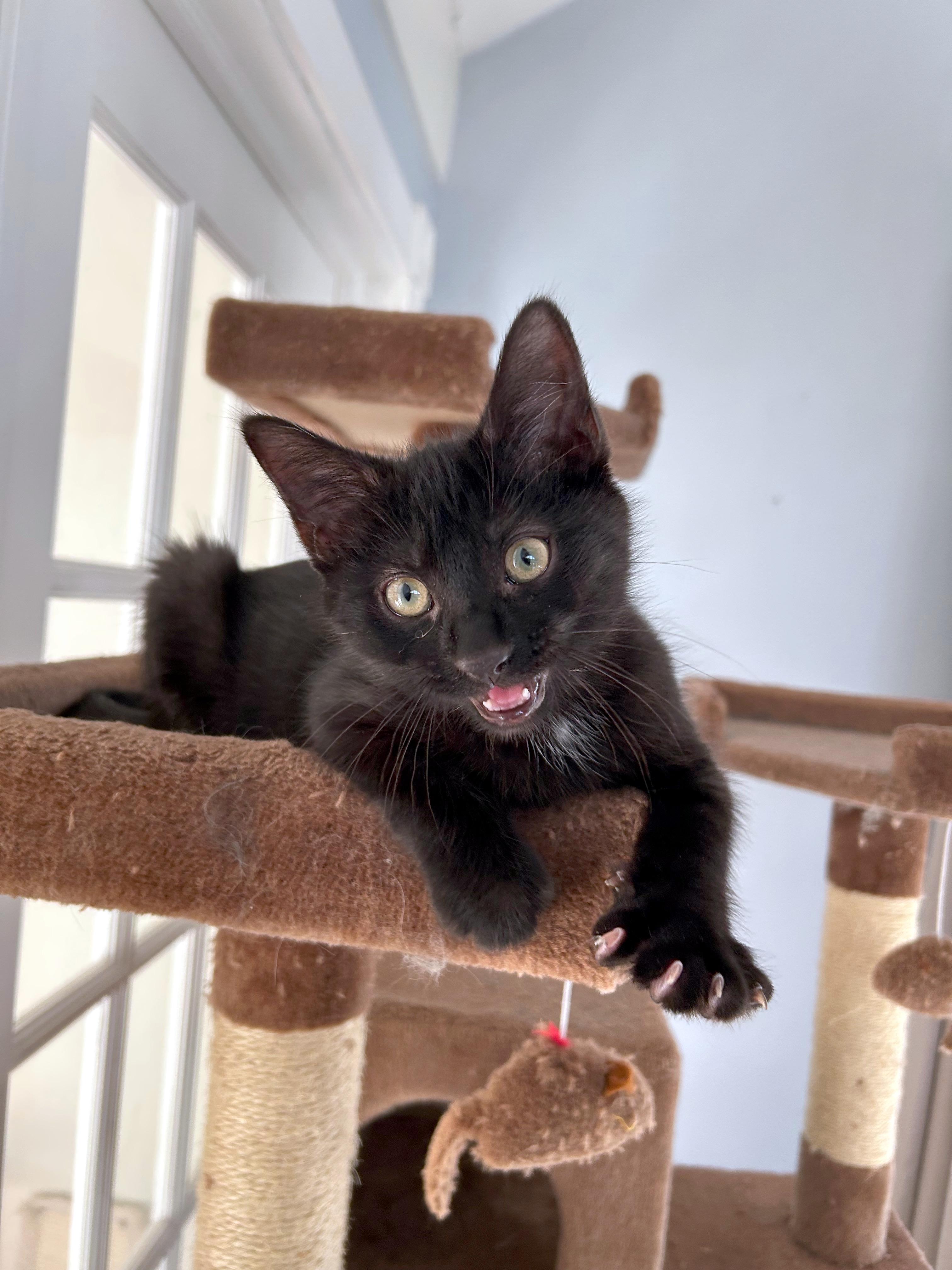 Enlarge Gumball (brothers are Butterball, Meatball, & Cheeseball), an adopted Domestic Short Hair in Brighton, MI image 3/4