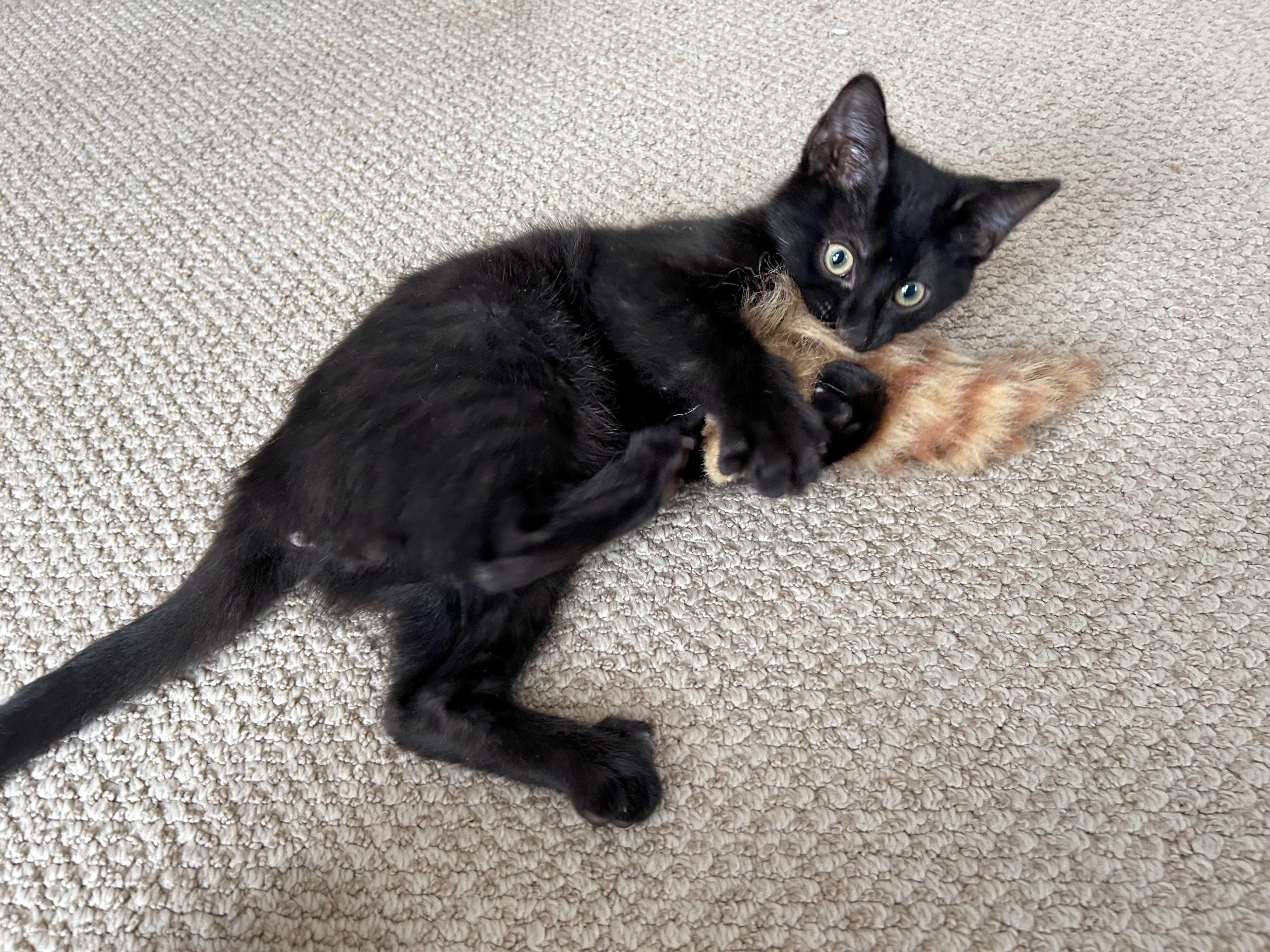 Enlarge Gumball (brothers are Butterball, Meatball, & Cheeseball), an adopted Domestic Short Hair in Brighton, MI image 4/4