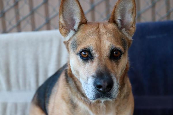 Talladega, Adoptable, Adult Female Shepherd.