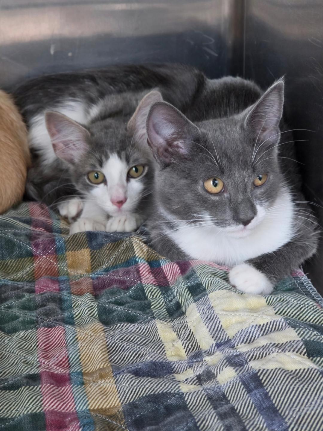 Enlarge Mr. Stripey, an adopted Domestic Short Hair in Dandridge, TN image 2/2