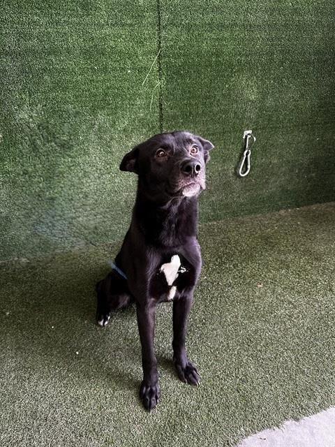 Enlarge BRENDON, a Adoptable mixed breed in Lancaster, CA image 1/1