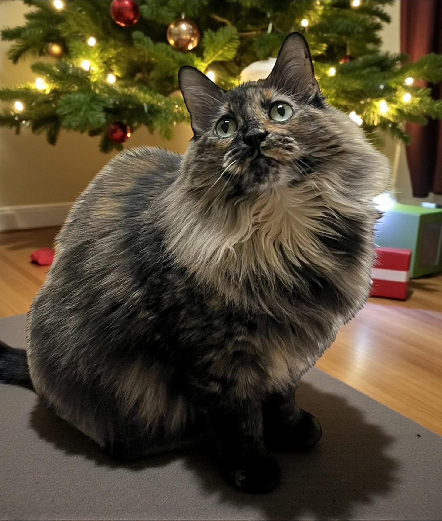 Charlotte — A Warm, Whiskered Touch of Christmas Magic