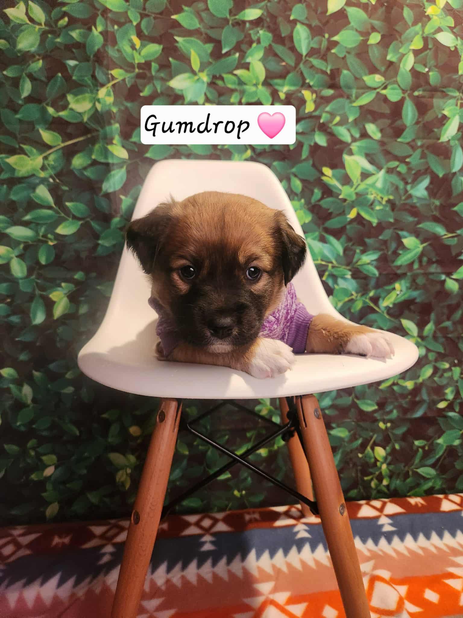 Gumdrop BH, a Adoptable Mixed Breed image 1/3