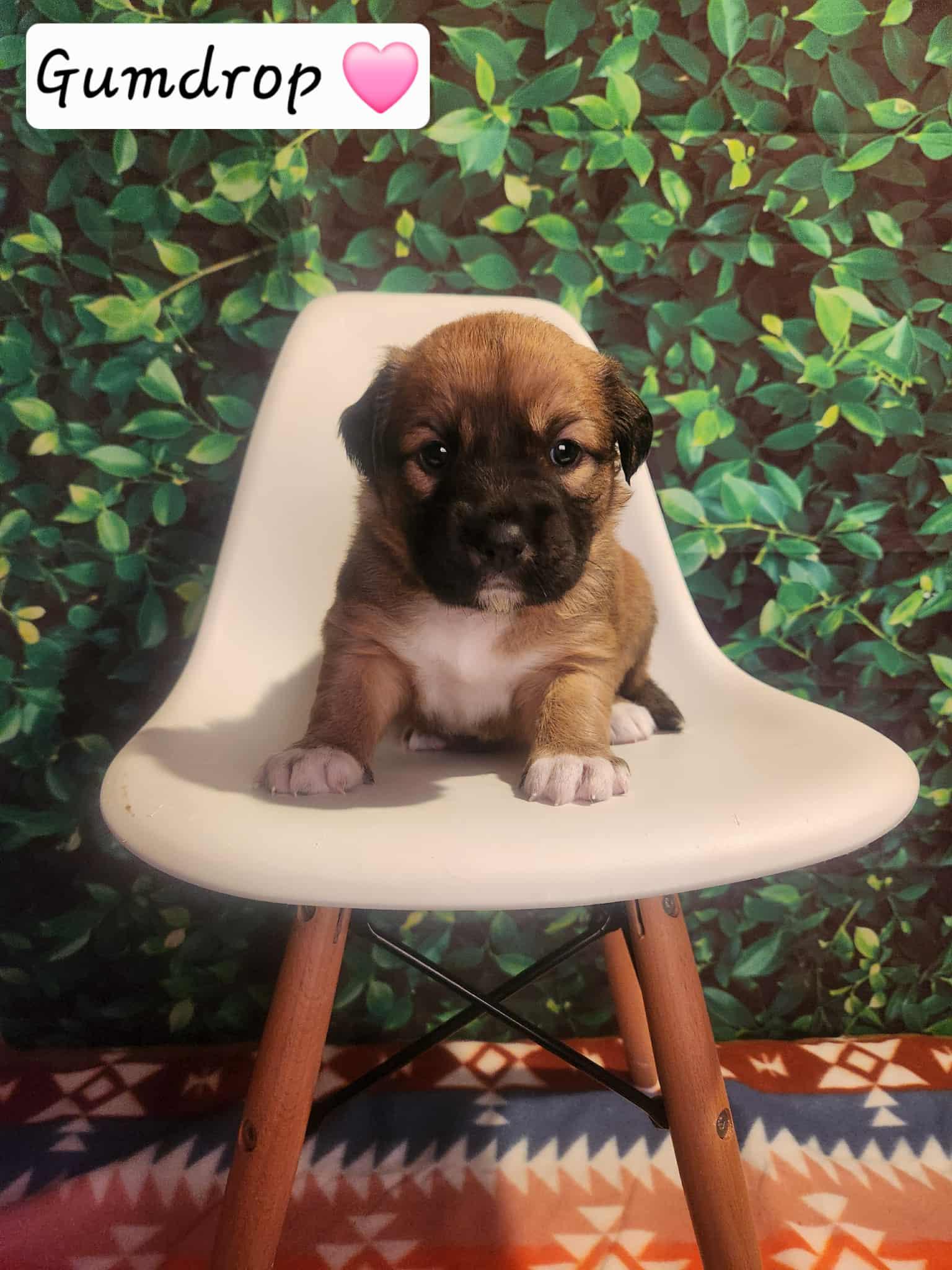 Gumdrop BH, a Adoptable Mixed Breed image 2/3