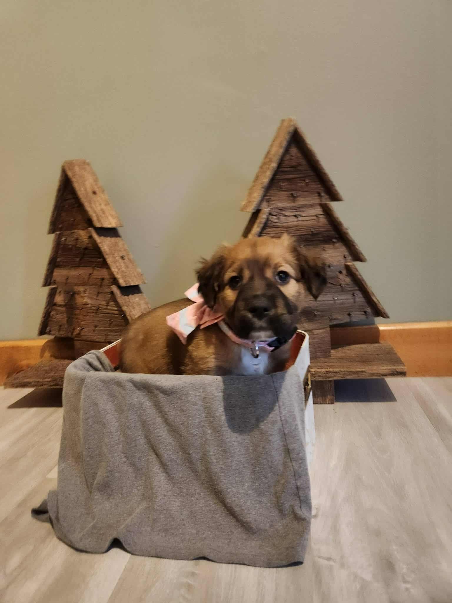 Gumdrop BH, a Adoptable Mixed Breed image 3/3