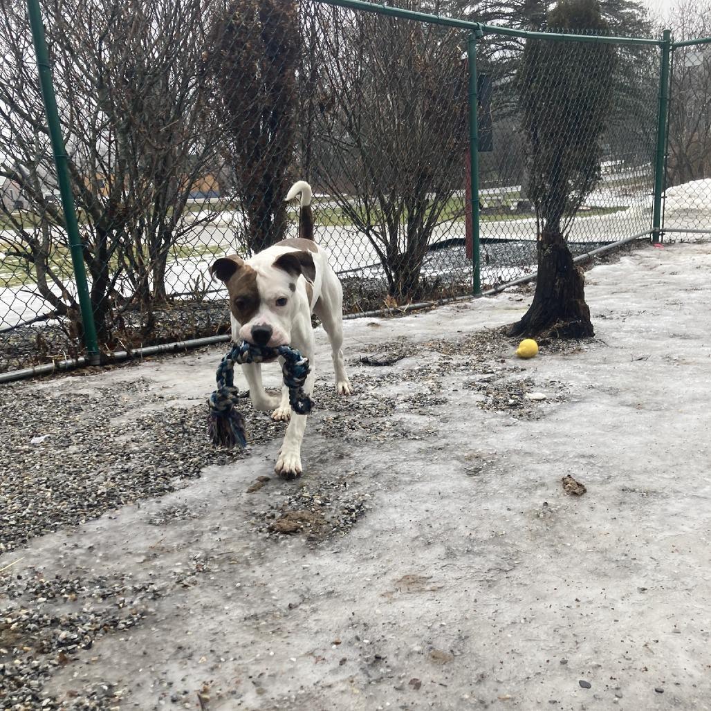 Enlarge Duke, a Adoptable Pit Bull Terrier in Pittsford, VT image 2/3