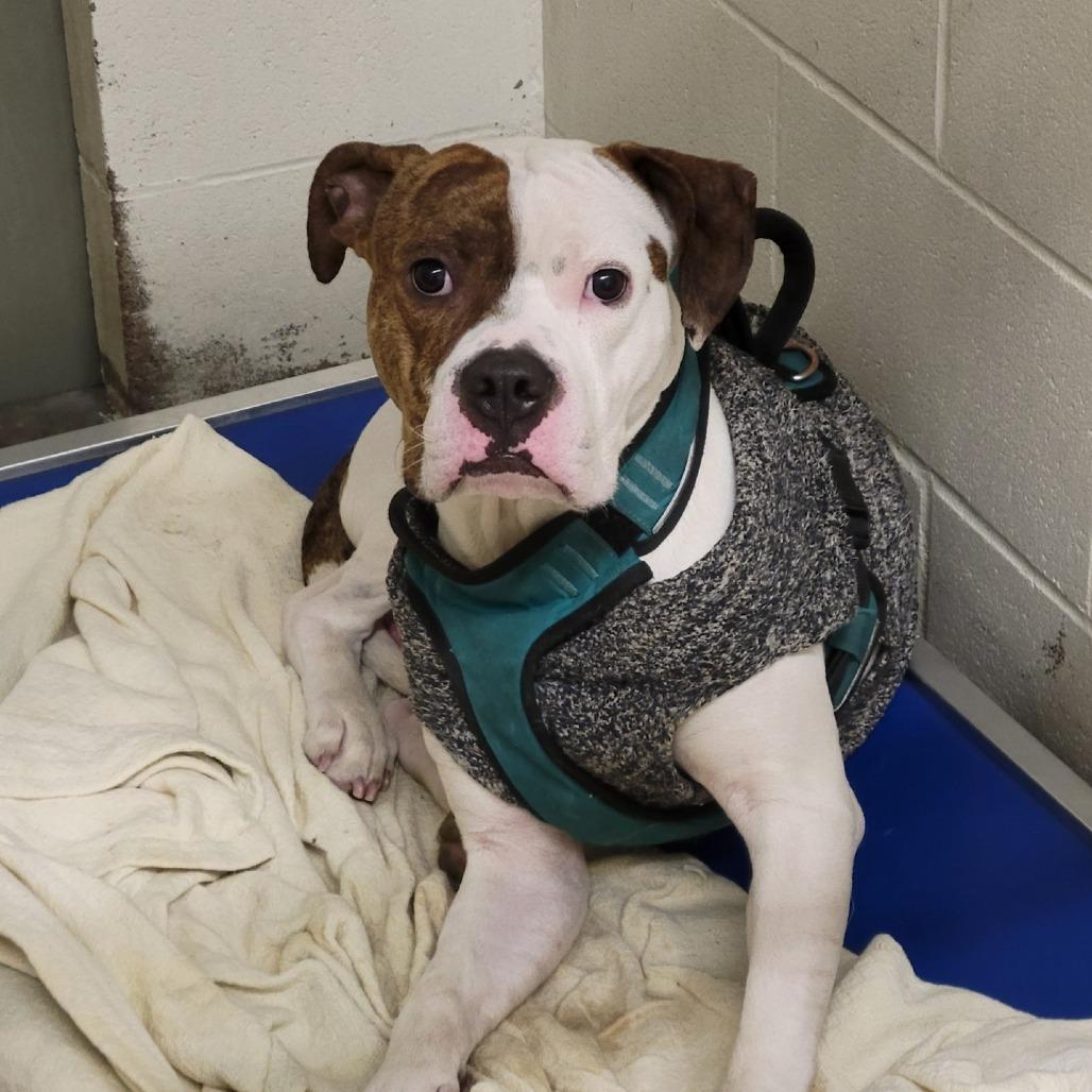 Enlarge Duke, a Adoptable Pit Bull Terrier in Pittsford, VT image 3/3