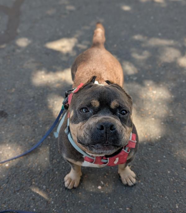 Pizookie, Adoptable, Senior Female American Bully.