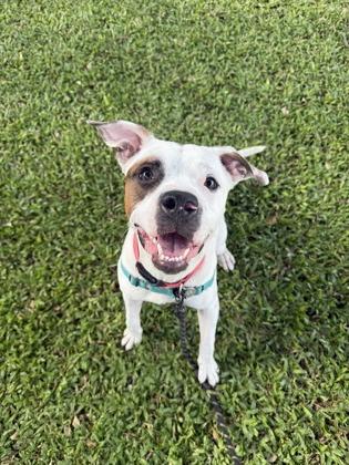 Panda, Adoptable, Young Male Pit Bull Terrier & Mixed Breed.