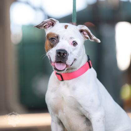 Panda, Adoptable, Young Male Pit Bull Terrier & Mixed Breed.