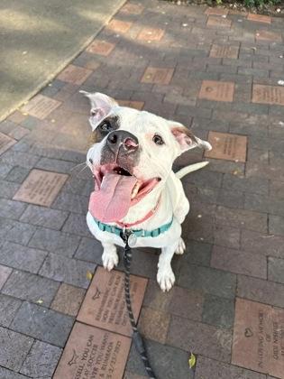 Enlarge Panda, a Adoptable mixed breed in Honolulu, HI image 2/3