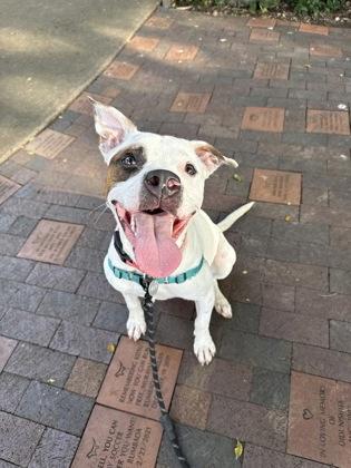 Enlarge Panda, a Adoptable mixed breed in Honolulu, HI image 3/3