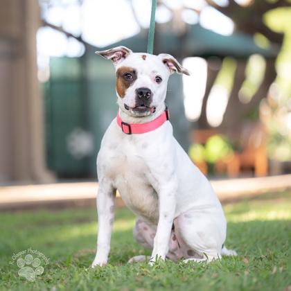 Enlarge Panda, a Adoptable mixed breed in Honolulu, HI image 3/3
