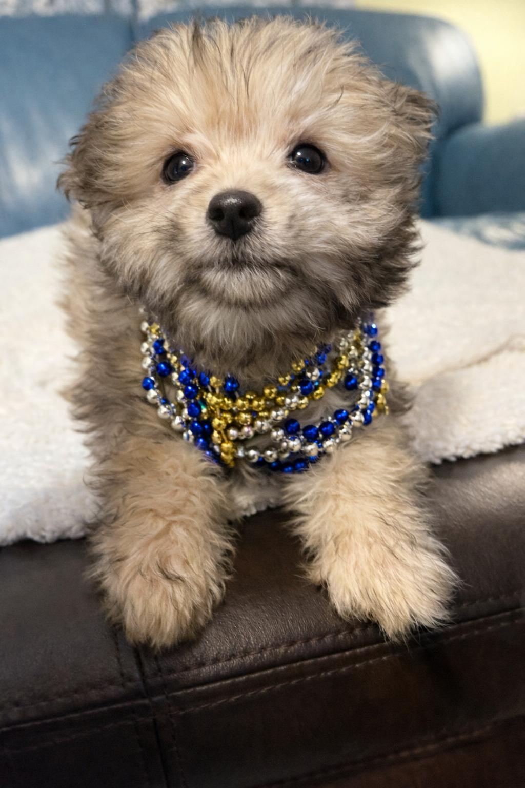 Arnie, an adopted mixed breed in Milldale, CT image 1/4