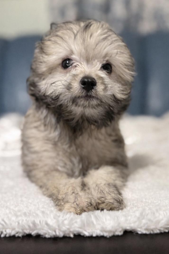 Arnie, an adopted mixed breed in Milldale, CT image 3/4