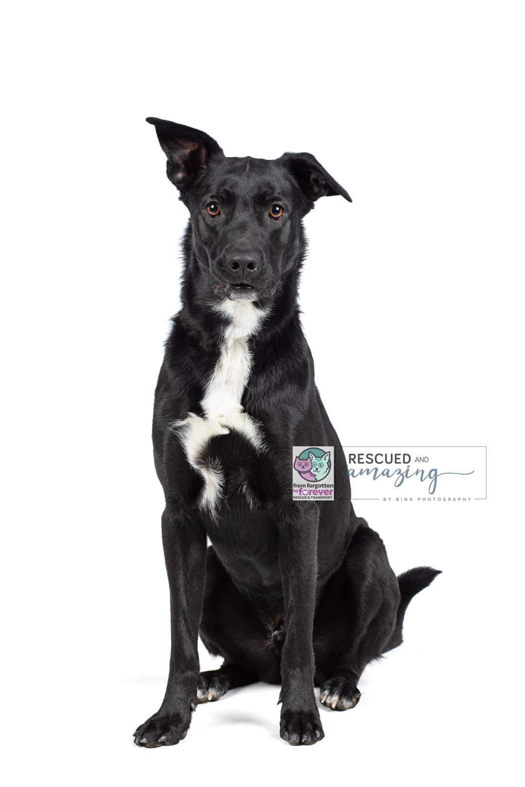 Enlarge Oliver, a Adoptable mixed breed in Colorado Springs, CO image 1/14