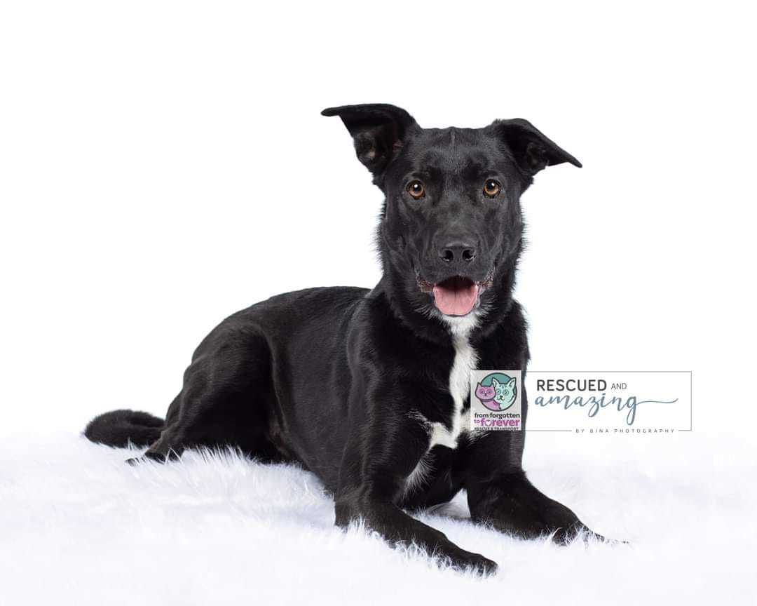 Enlarge Oliver, a Adoptable mixed breed in Colorado Springs, CO image 3/14
