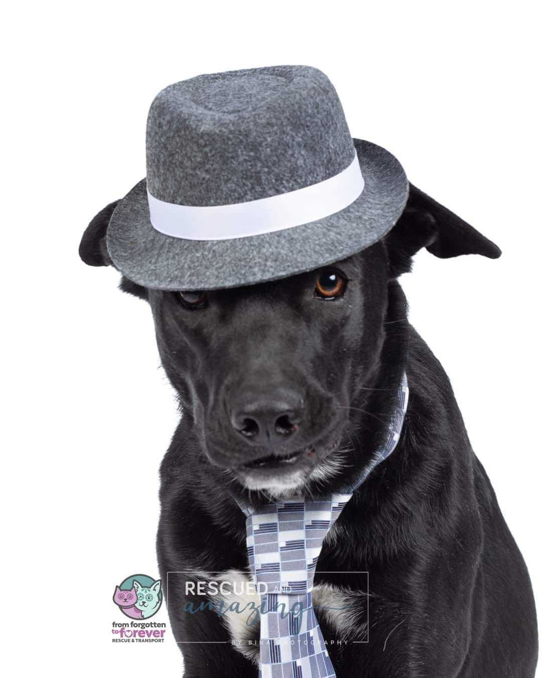 Oliver, Adoptable, Young Male Black Labrador Retriever & Shepherd.