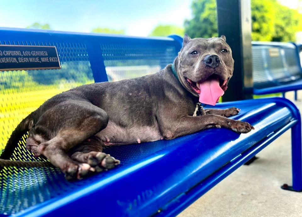 Nala, a Adoptable American Staffordshire Terrier in Ewing, NJ image 2/6