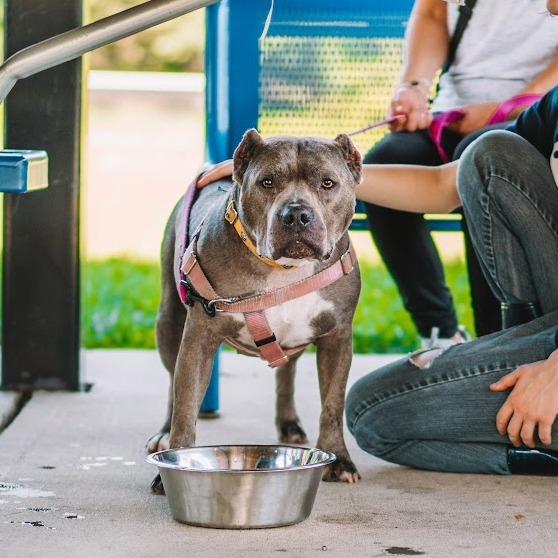 Enlarge Nala, a Adoptable American Staffordshire Terrier in Ewing, NJ image 3/4