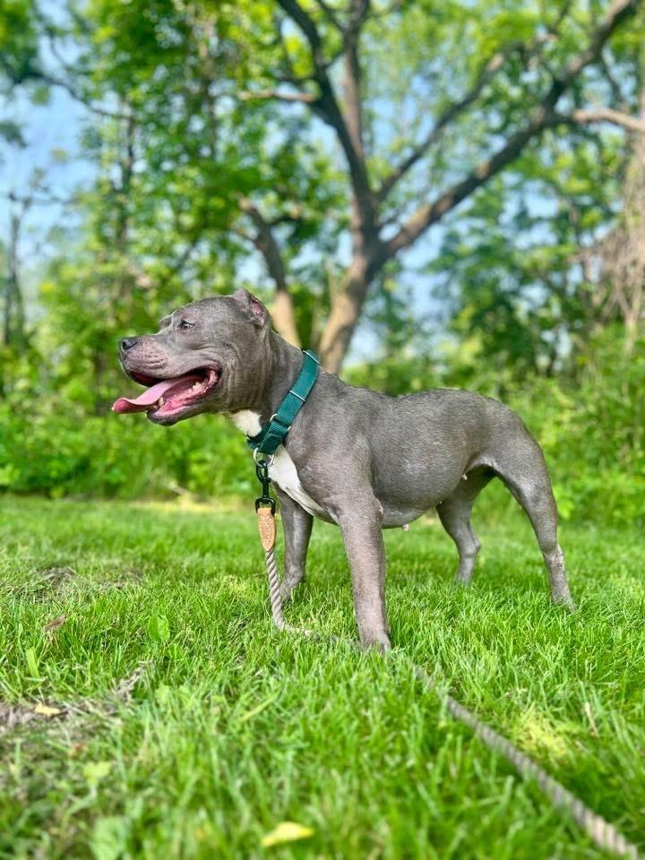 Nala, a Adoptable American Staffordshire Terrier in Ewing, NJ image 3/6